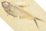 Detailed Fossil Fish (Diplomystus) - Wyoming #357617-1